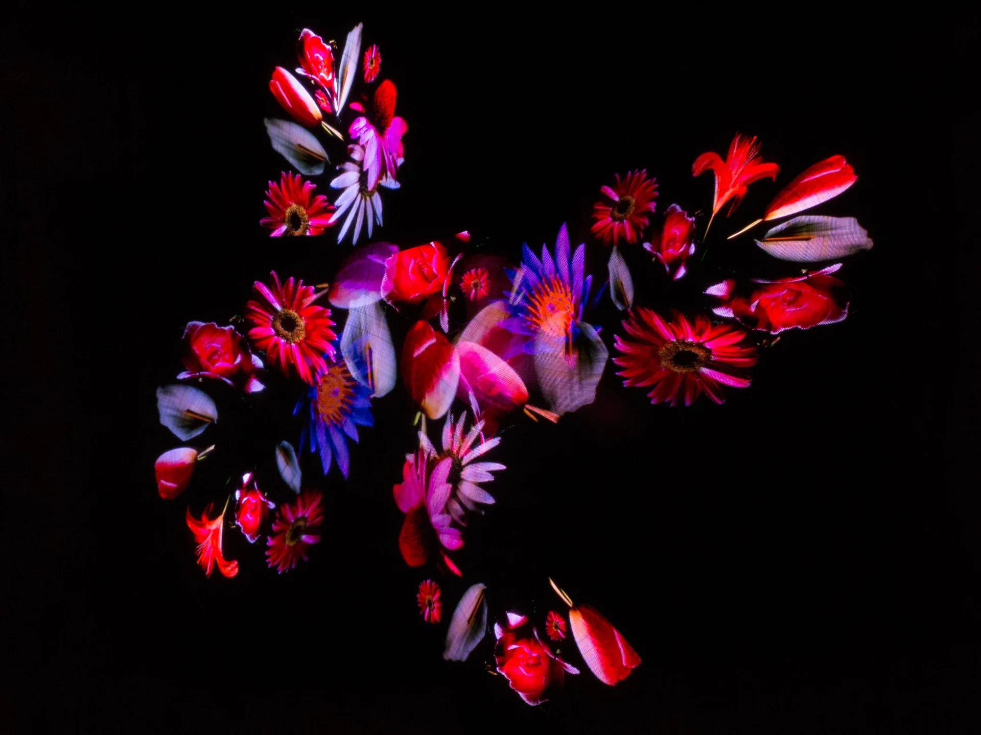 Kreatives LED-Lichtshow Geschenk von Elements of Fire mit einer bunten Projektion von leuchtenden Blumen bei Nacht.